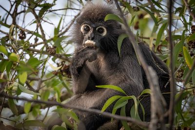 Cat sitting on tree in forest