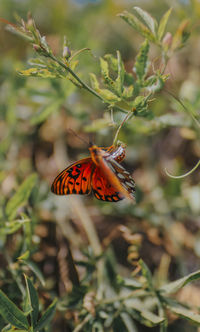 Butterfly on plant