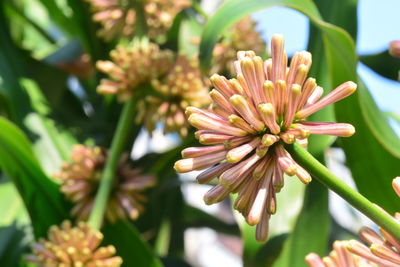 Close-up of flowering plant