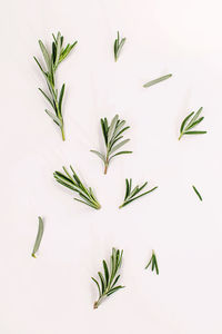 Close-up of leaves against white background