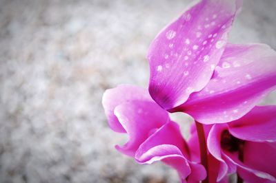 Close-up of pink flower blooming outdoors