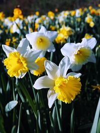 Close-up of white daffodil flowers