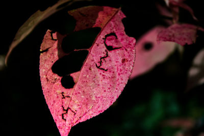 Close-up of heart shape leaf