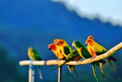 Close-up of parrot perching on a flower