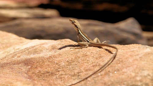 Close-up of lizard on rock