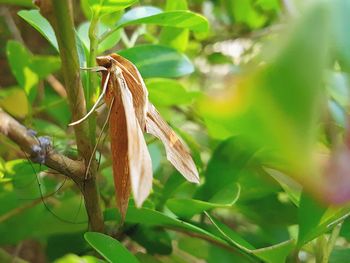 Close-up of plant