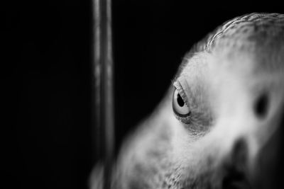 Close-up portrait of a dog