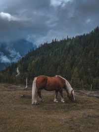 Horse in a field