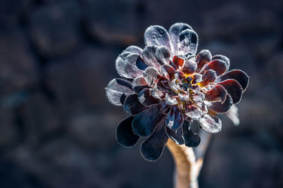 Close-up of flowering blooming dark cactus in the wild. 