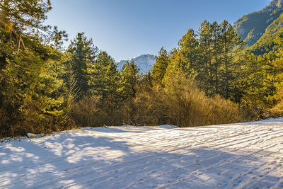 Trees on snow covered landscape