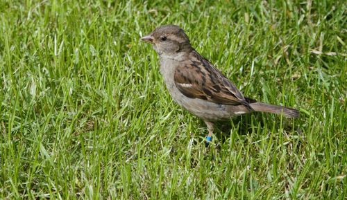 Side view of a bird on field