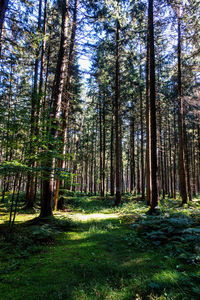 Trees in forest