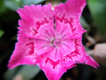 Close-up of pink flower