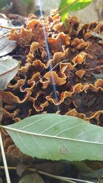 Close-up of leaves on plant during autumn