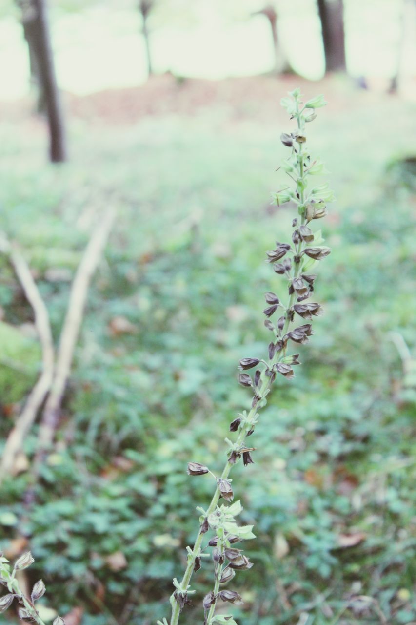 flower, growth, focus on foreground, plant, freshness, fragility, nature, beauty in nature, close-up, selective focus, stem, field, blooming, day, petal, growing, outdoors, wildflower, in bloom, tranquility