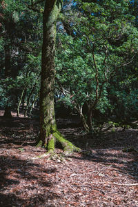 Trees in forest