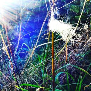 Close-up of spider web