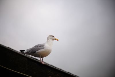 Seagull perching on a wall