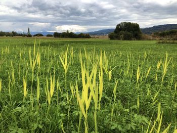 Scenic view of agricultural field against sky