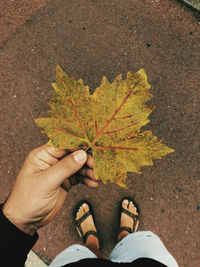 Low section of person standing on maple leaf