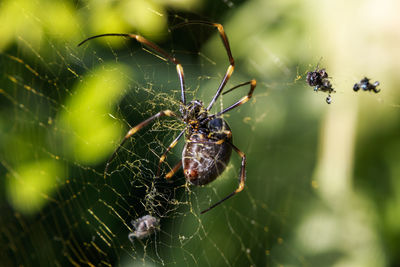 Close-up of spider on web