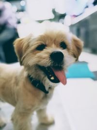 Portrait of dog sticking out tongue