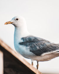 Close-up of seagull perching