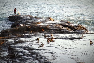 Young birds on rock in sea