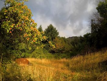 Trees on field against sky