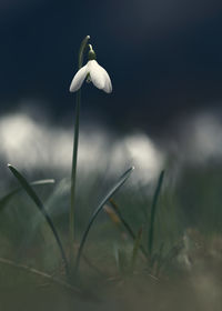 Close-up of flower against blurred background