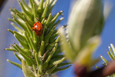 Close-up of invasive ladybug on plant. pest invasion.