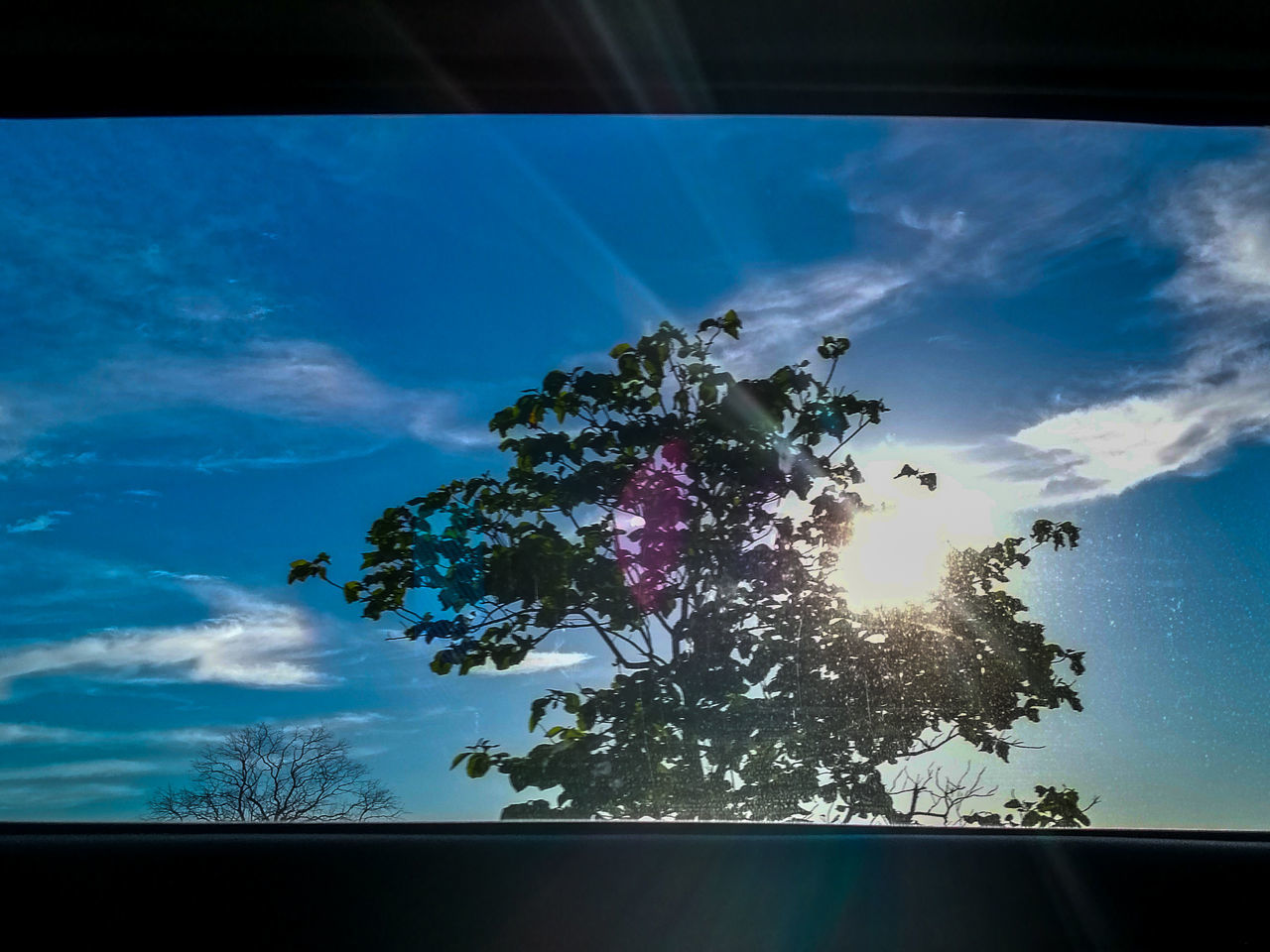 sky, cloud - sky, tree, plant, nature, sunbeam, sunlight, no people, blue, low angle view, beauty in nature, lens flare, sun, glass - material, day, transparent, outdoors, car, growth, tranquility, bright