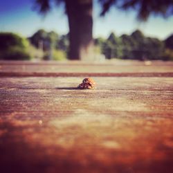 Close-up of an insect on the road