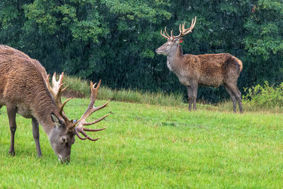 Deer in a field