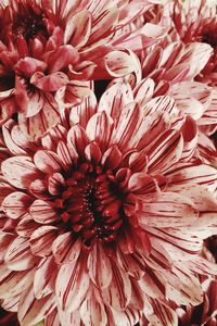 Close-up of pink dahlia