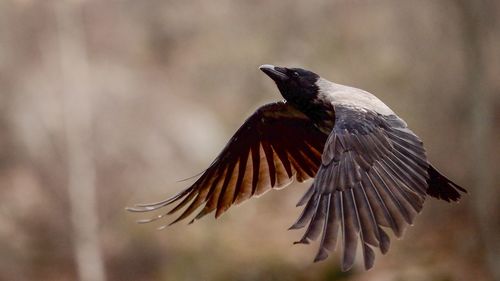 Close-up of bird flying