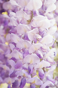 Close-up of purple flowers blooming outdoors