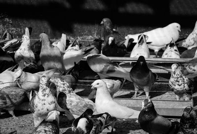 Close-up of birds in market