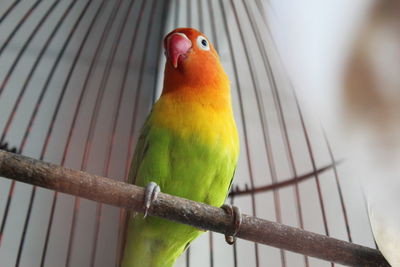 Close-up of parrot perching in cage