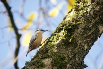 Low angle view of bird perching on tree against sky