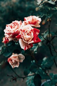 Close-up of rose roses