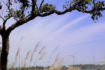 Low angle view of trees against sky