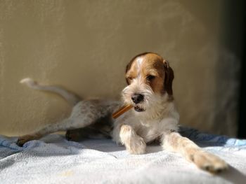 Close-up portrait of dog relaxing on floor