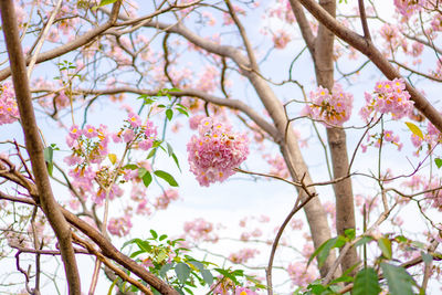 Pink trumpet shrub flowering tree blossom on green leaves, pink tecoma or tabebuia rosea plant