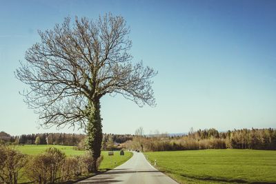 Road amidst bare trees against clear blue sky