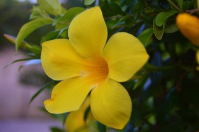 Close-up of yellow flower blooming outdoors