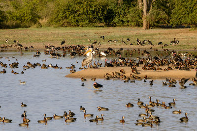 Flock of birds in lake