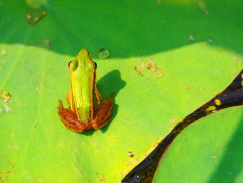 High angle view of frog on leaf