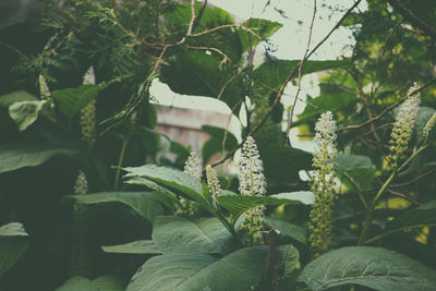 Close-up of fresh green plant