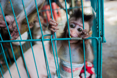 Close-up of monkey in cage